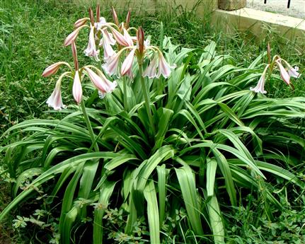 Crinum latifolium